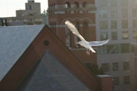 a bird flies over a building